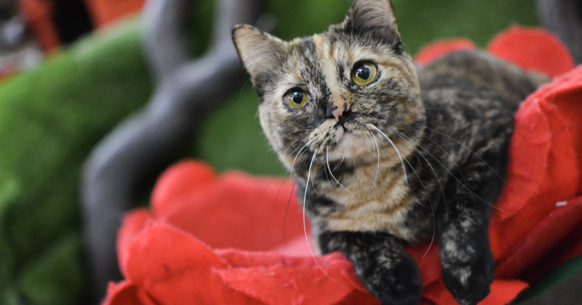 Lady Dinah's Cat Emporium