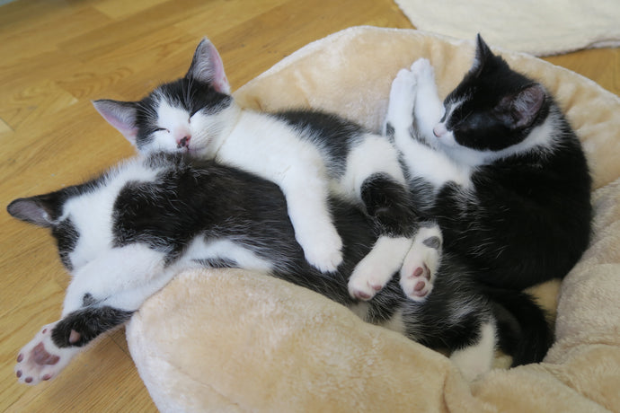 Meet the kittens!