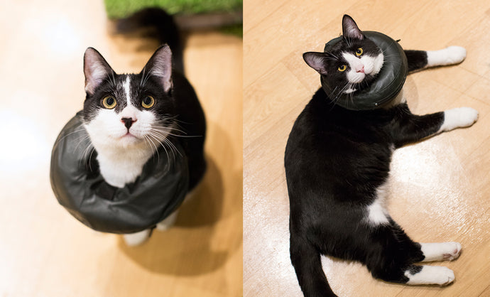 Updates on the Wilde kittens - Cecil and Ernest