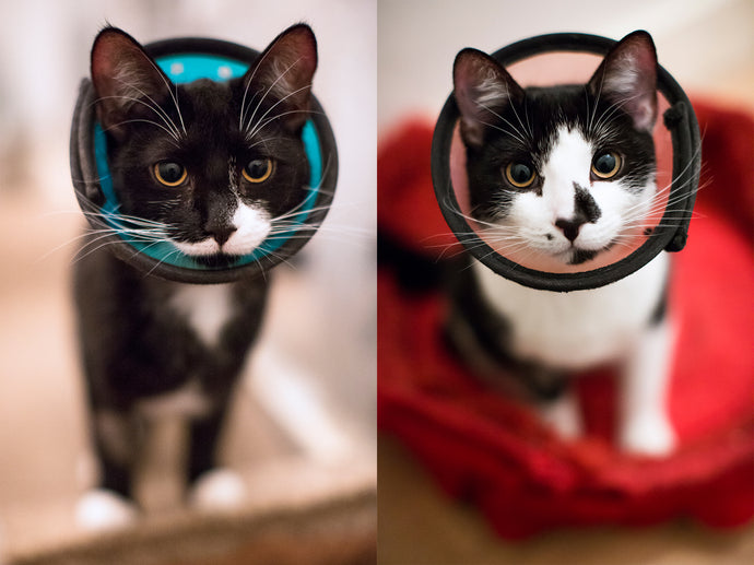 Dorian and Sybil in Recovery Care