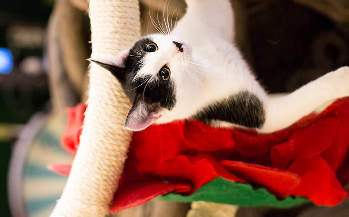 Flower Cat Bed (DIY)