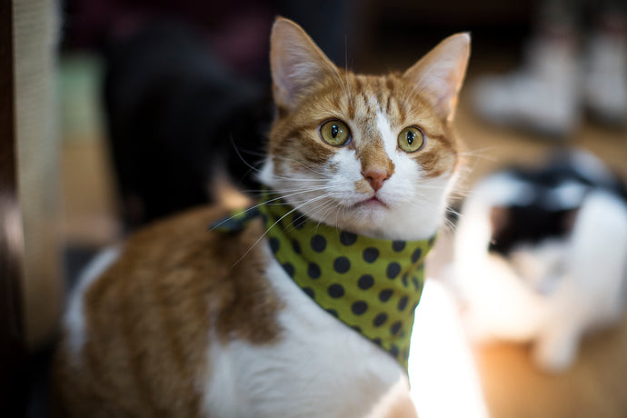 Trying out the Pet Remedy Bandanna Calming Kit