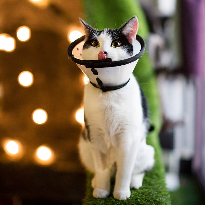 Learn Pet First Aid with the Cats!