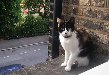 Latest news from Milly, Abbie and Redd