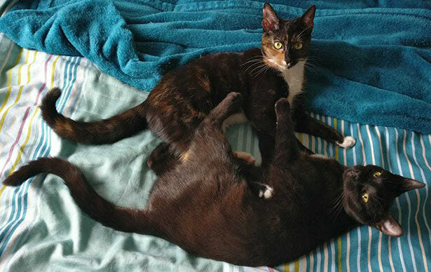 Best Friends Furever: Olive and Estella 💕
