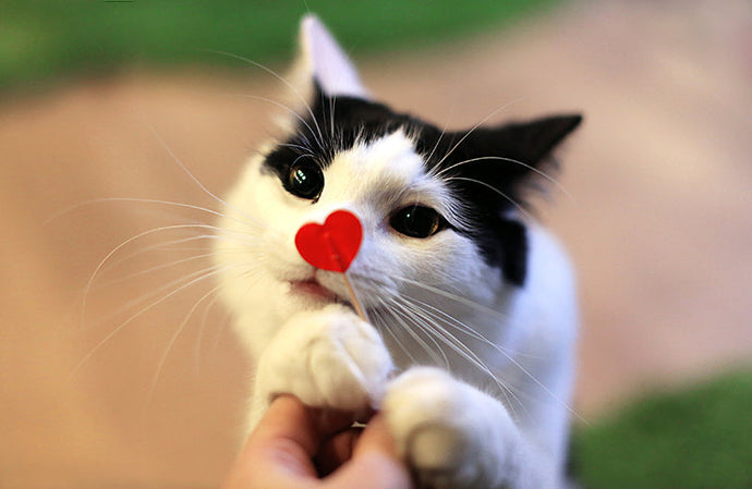 Valentines Day at Lady Dinah's