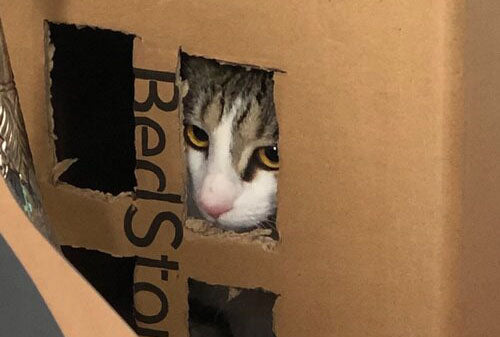 Introducing... Cats in Quarantine!