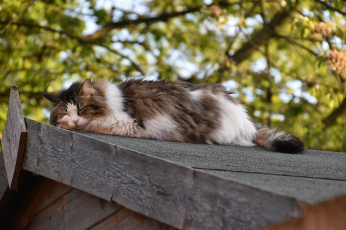 ADOPTION: Sue, Tink and Ebony