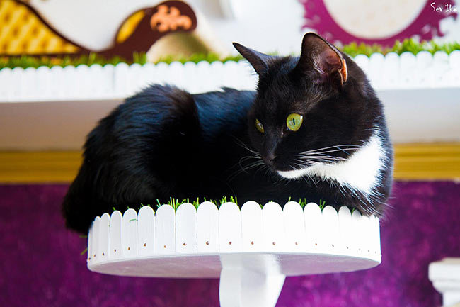 Alice in her new Wonderland