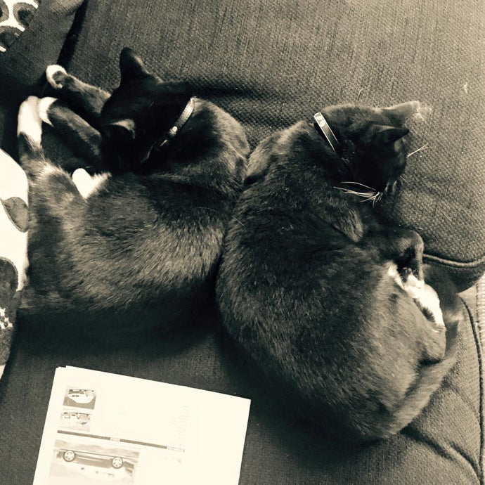 Adoption Opportunity: Harry and Ellie