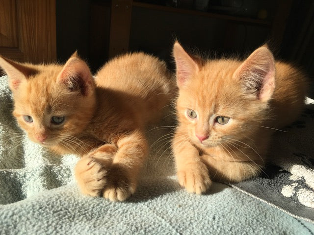 The story of the Flowerpot Kittens